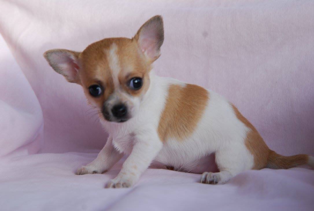 prostatit chihuahua)