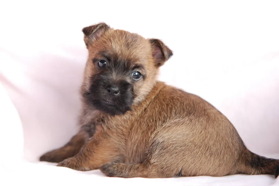 Chiot cairn terrier couché
