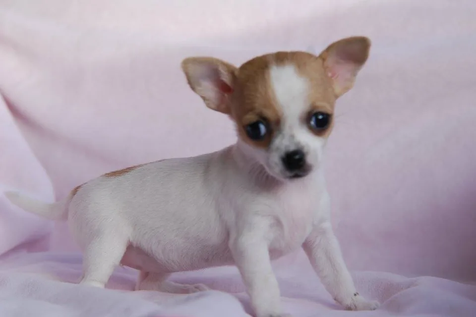 Chiot chihuahua