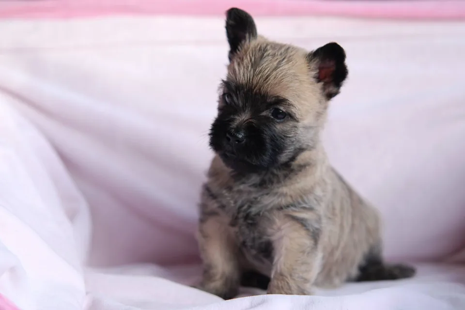 Chiot cairn terrier assis