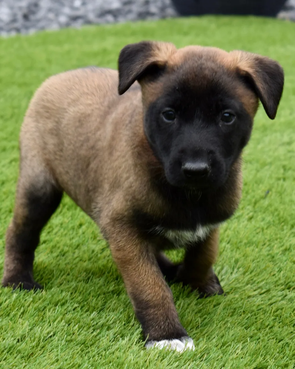 Chiot berger belge malinois