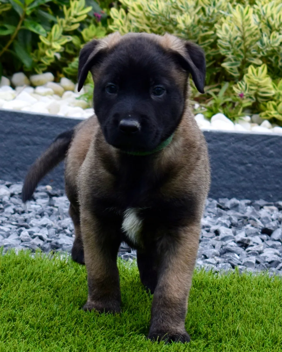 Chiot berger belge malinois